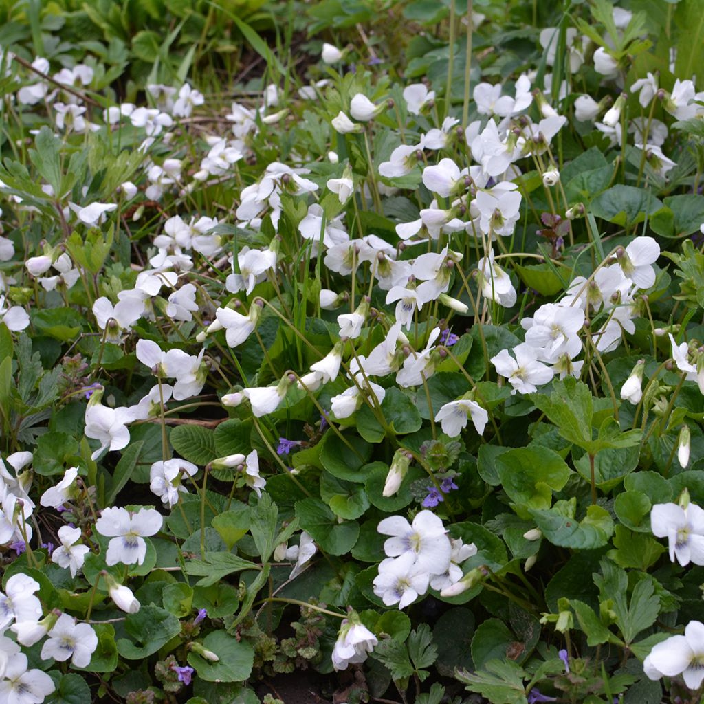 Tuoksuorvokki Alba