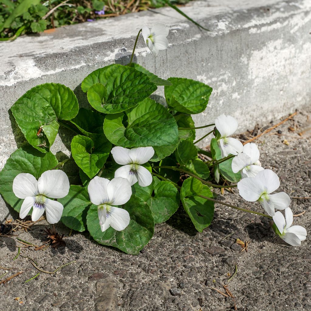 Tuoksuorvokki Alba