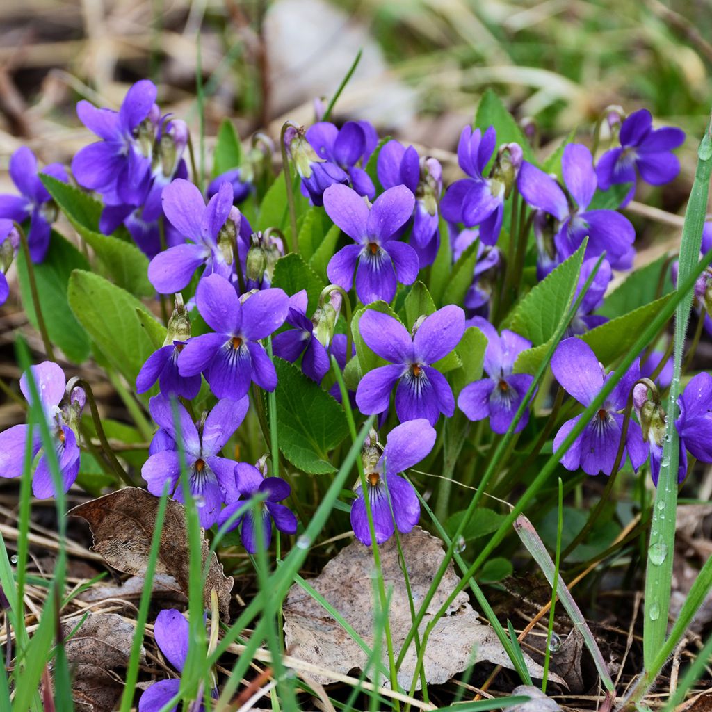 Tuoksuorvokki - Viola odorata