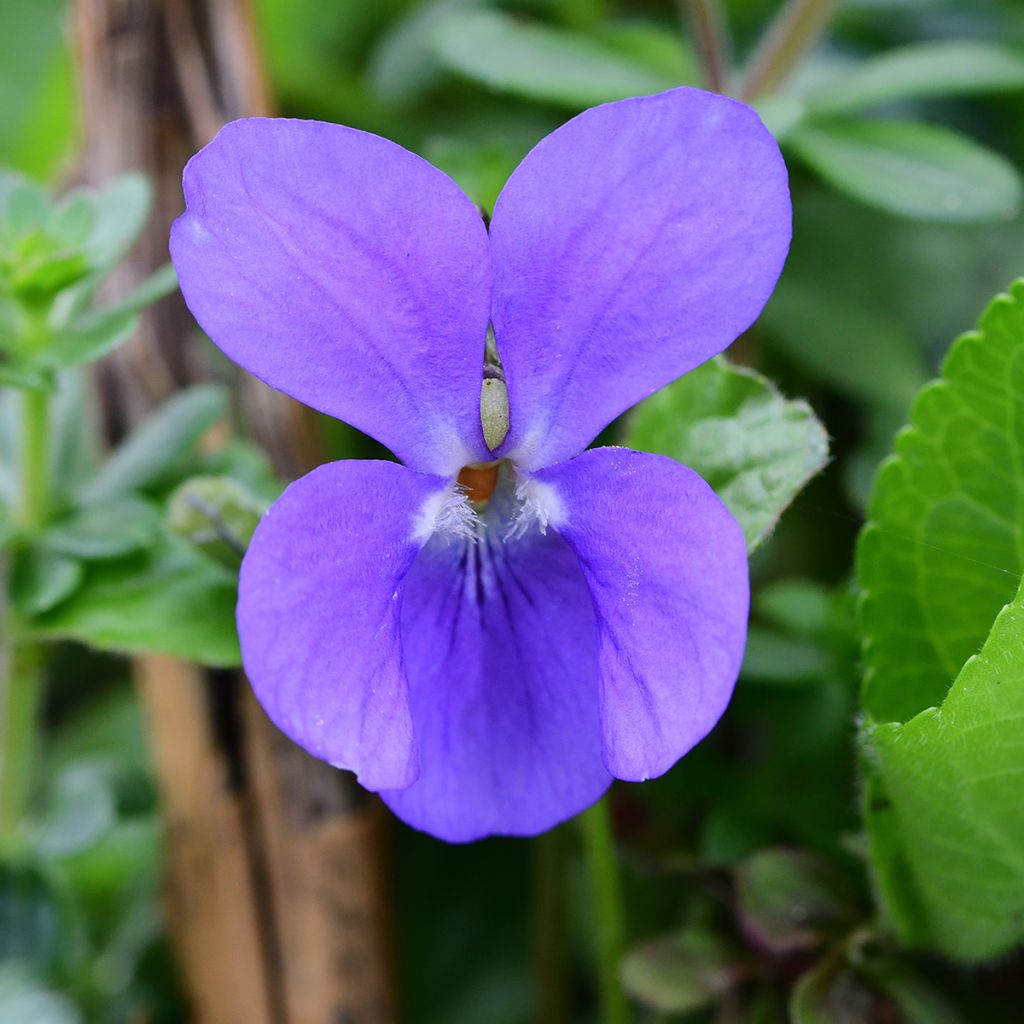 Tuoksuorvokki - Viola odorata
