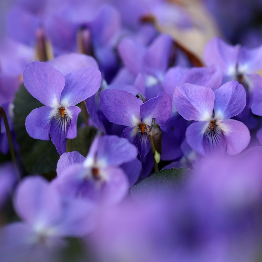 Tuoksuorvokki - Viola odorata