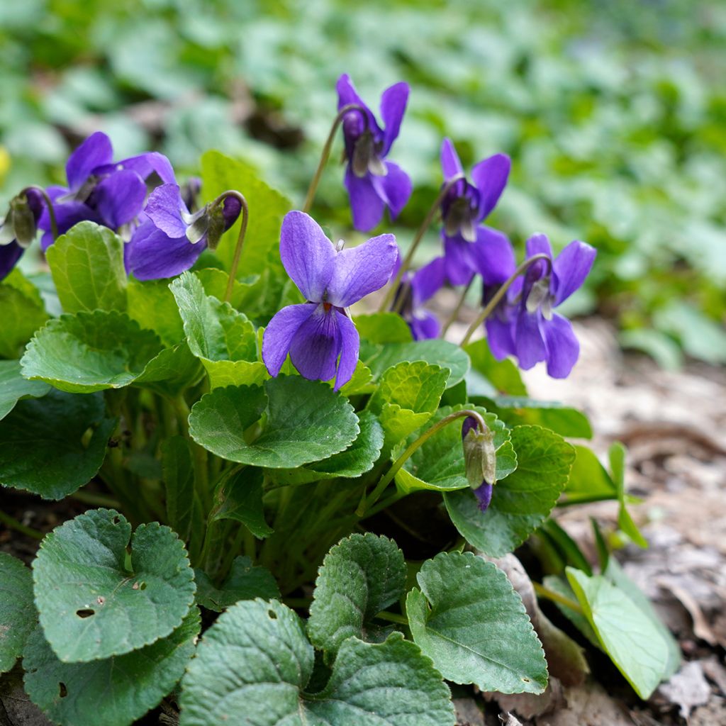 Tuoksuorvokki - Viola odorata