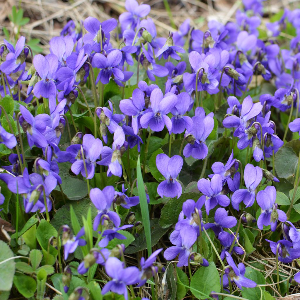Tuoksuorvokki - Viola odorata