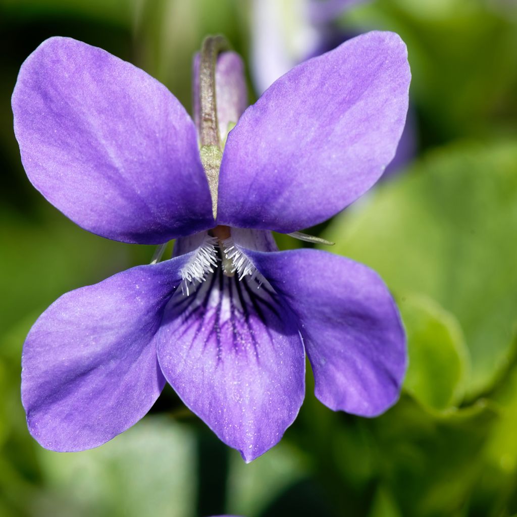 Tuoksuorvokki - Viola odorata