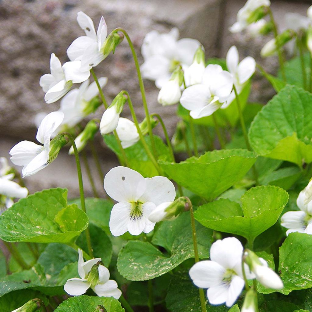 Violette vivace - Viola sororia Albiflora
