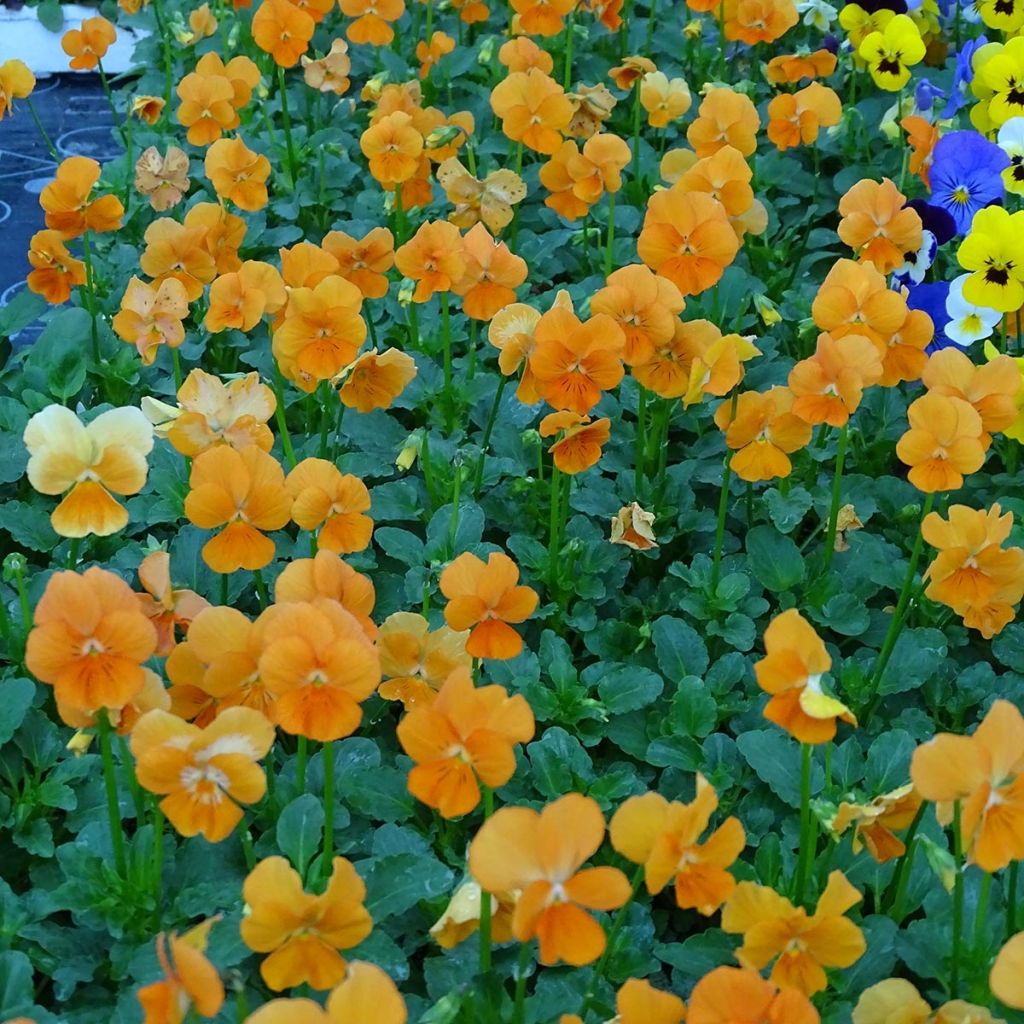 Tarhasarviorvokki F1 Penny Orange