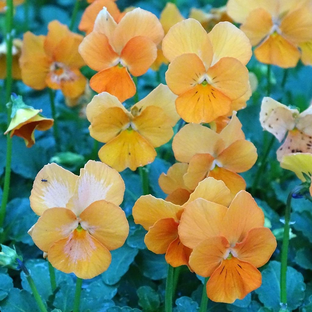 Tarhasarviorvokki F1 Penny Orange