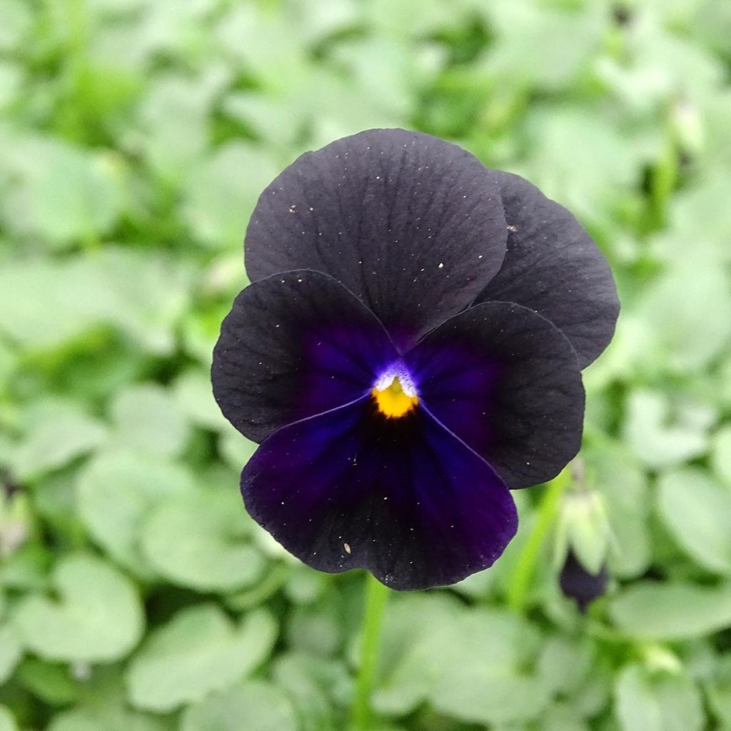 Tarhasarviorvokki F1 Sorbet Black Delight
