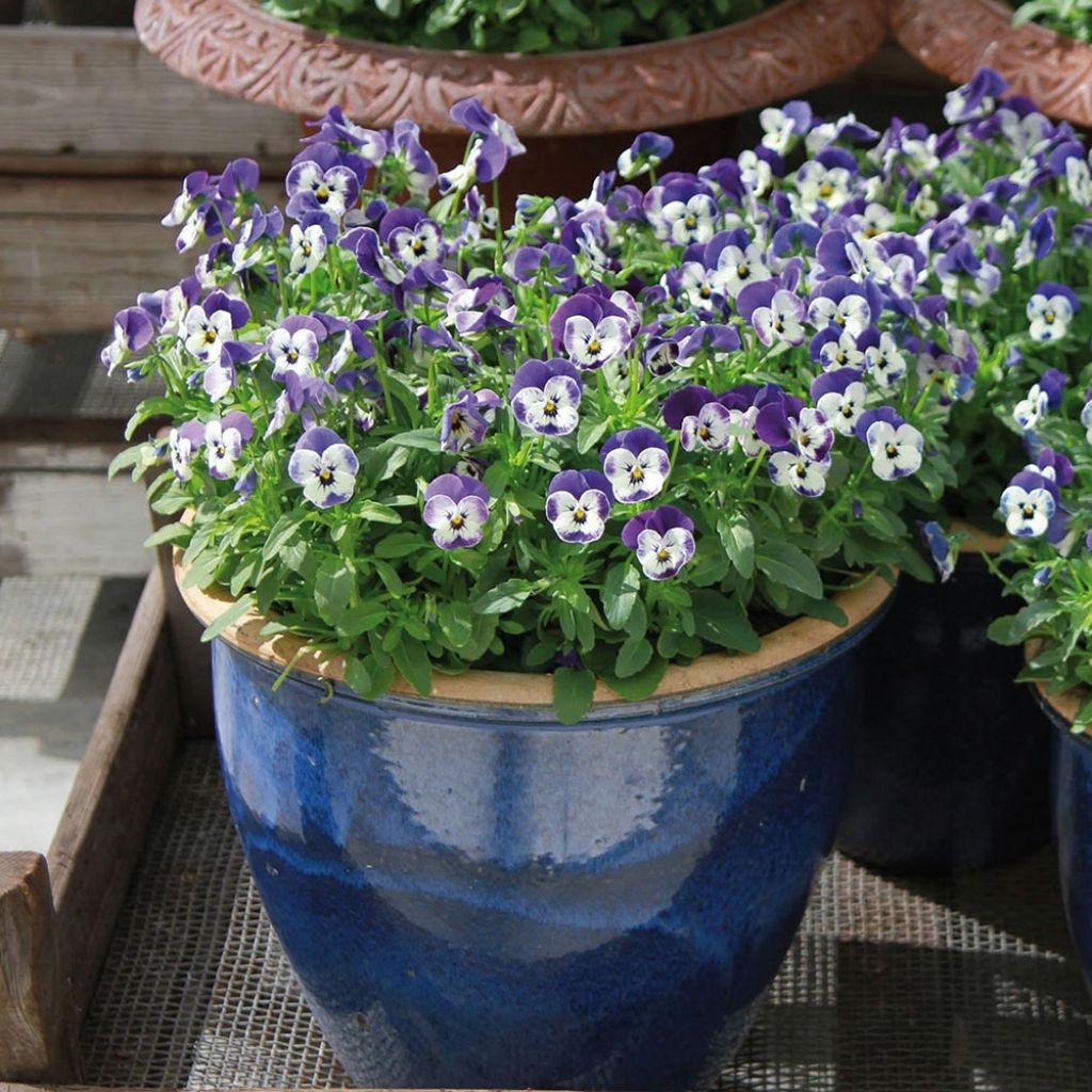 Tarhasarviorvokki Sorbet Delft Blue