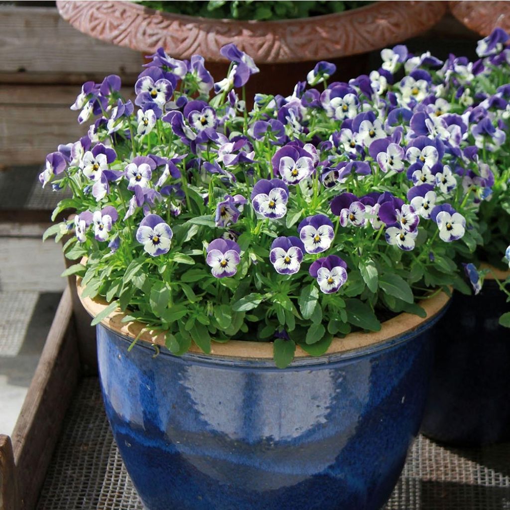 Tarhasarviorvokki Sorbet Delft Blue
