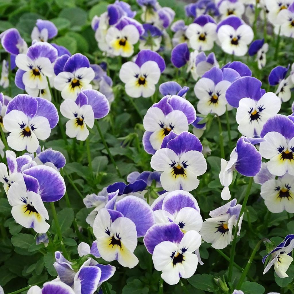 Tarhasarviorvokki Sorbet Delft Blue