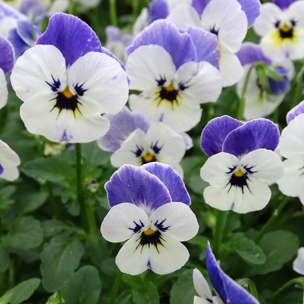 Tarhasarviorvokki Sorbet Delft Blue