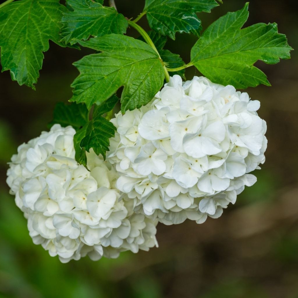 Koiranheisi Roseum