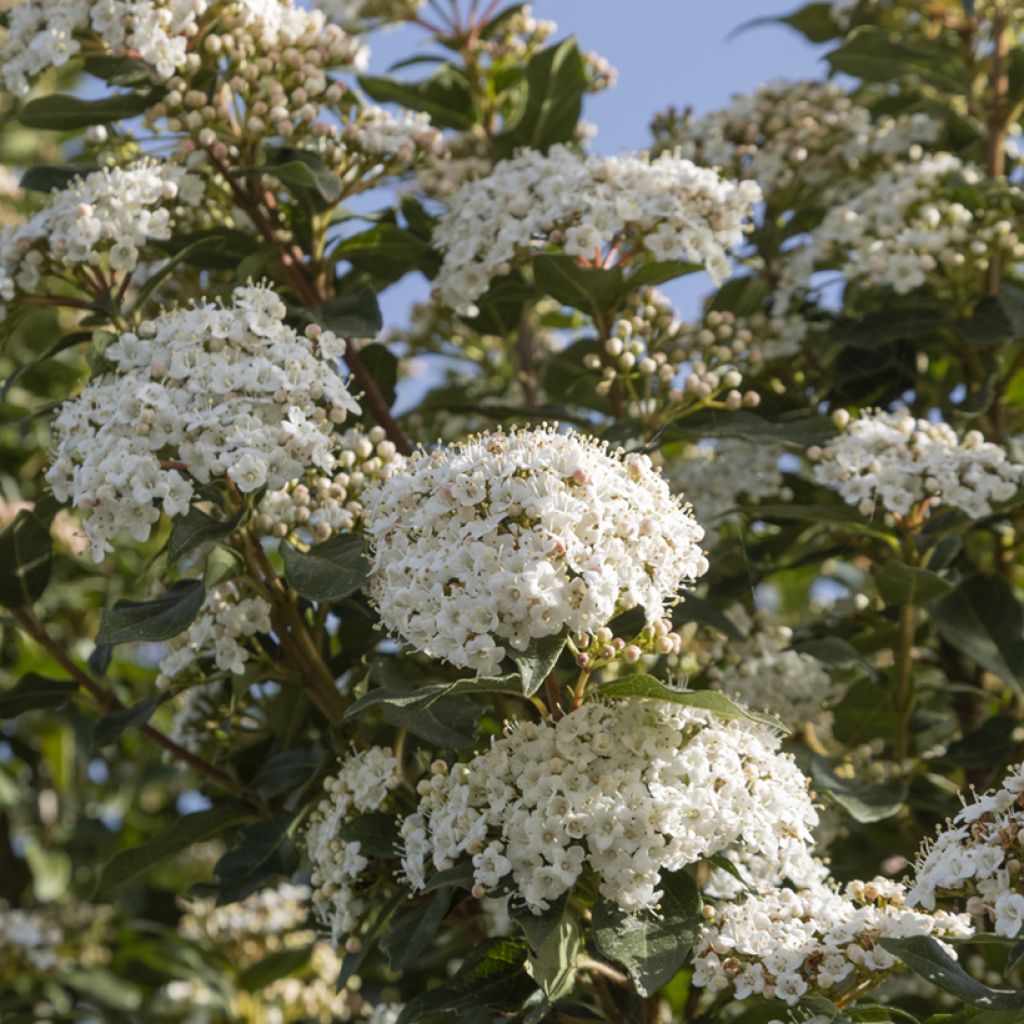 Laakeriheisi - Viburnum tinus
