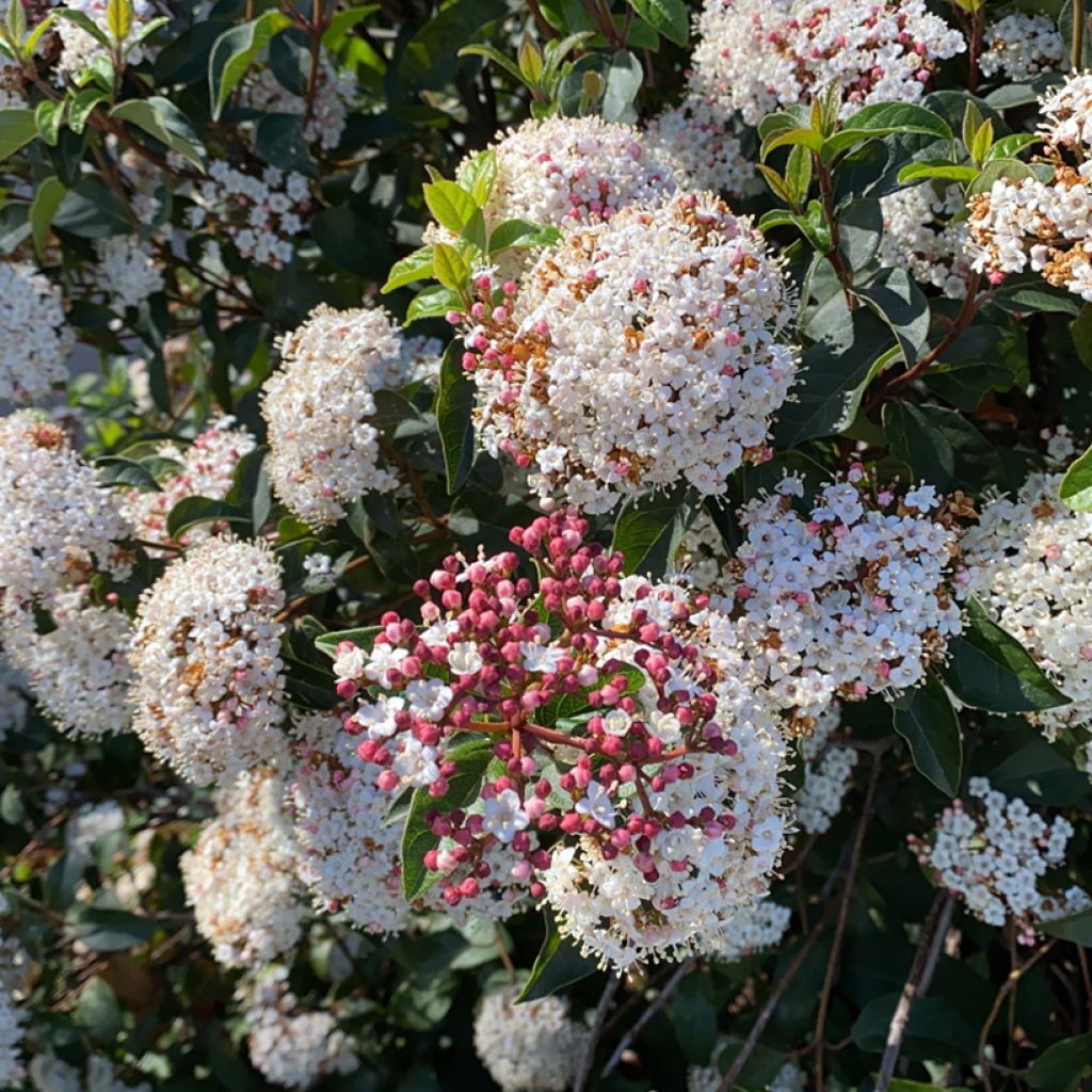 Laakeriheisi - Viburnum tinus