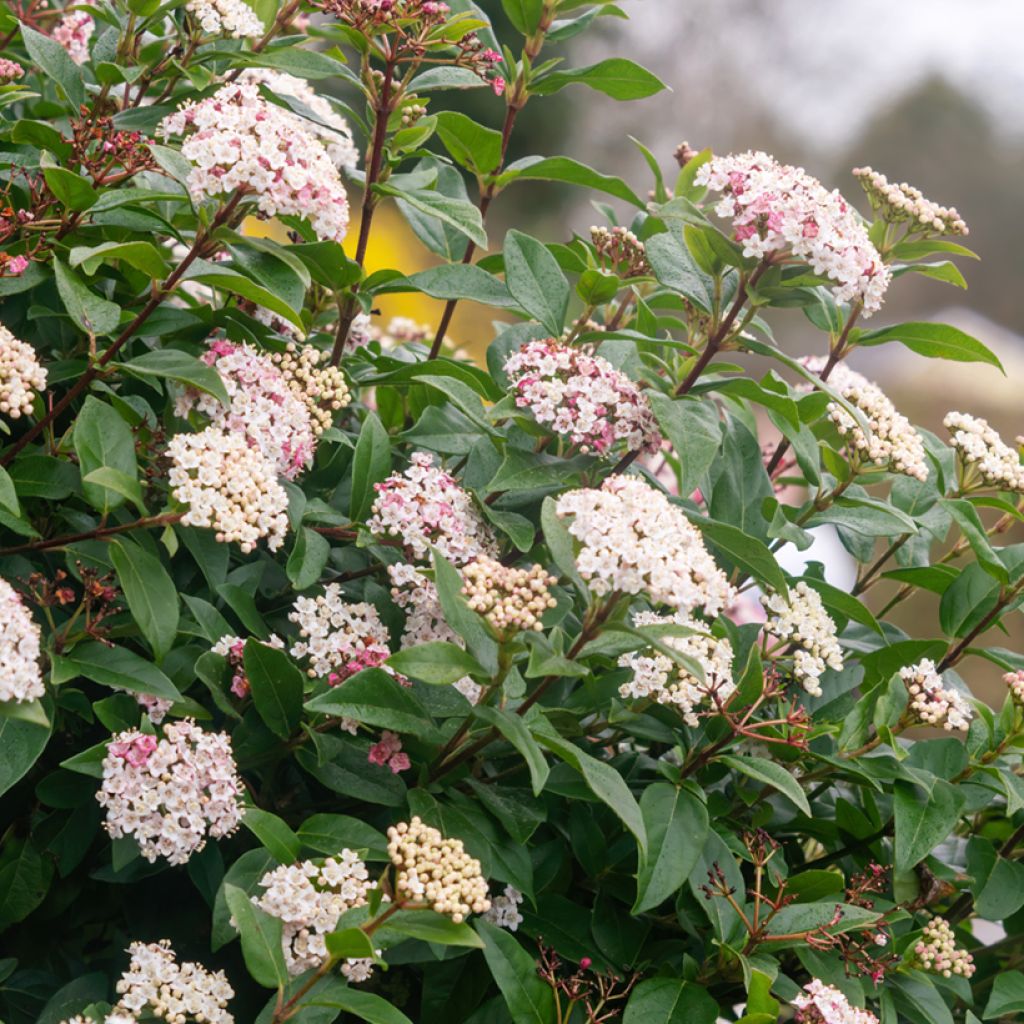 Laakeriheisi - Viburnum tinus
