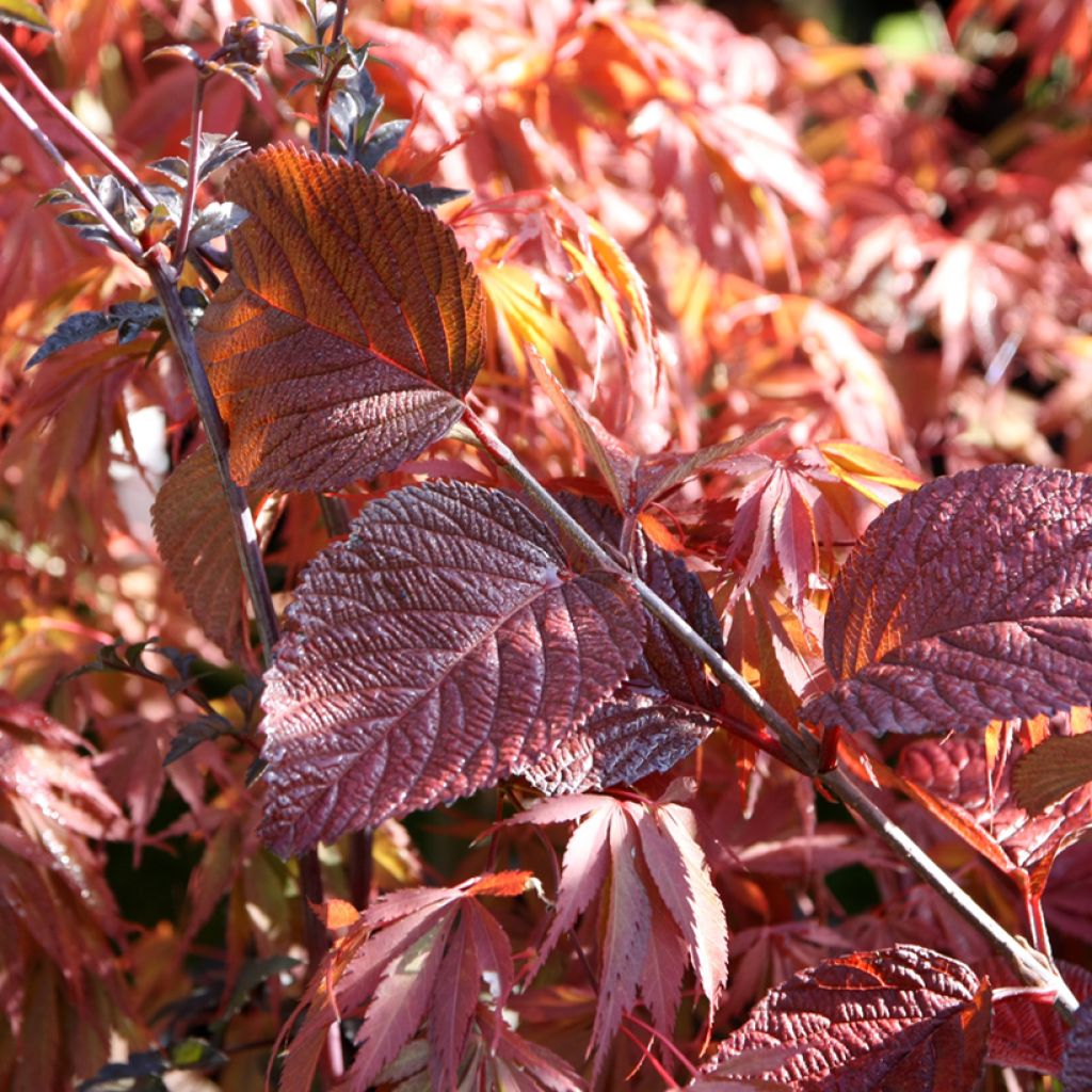 Lumipalloangervo Grandiflorum Noble