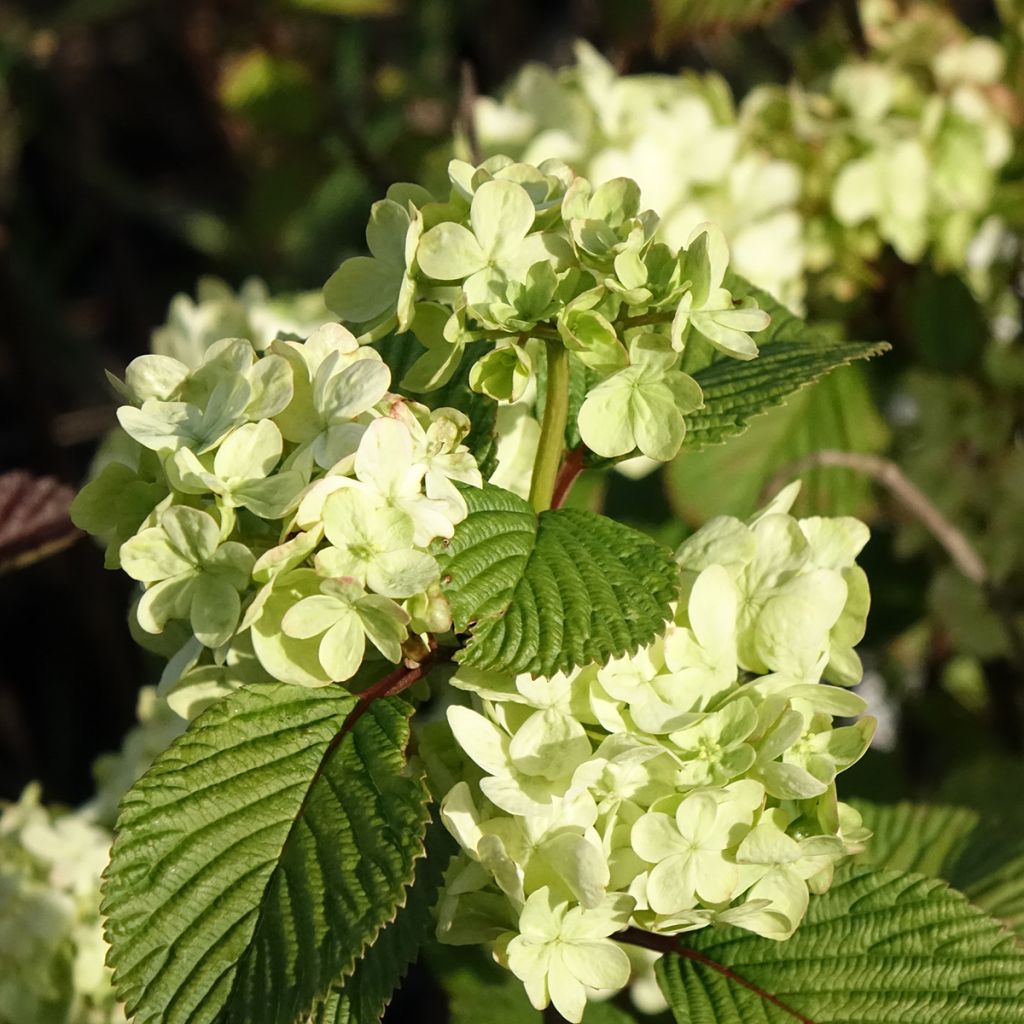 Lumipalloangervo Popcorn