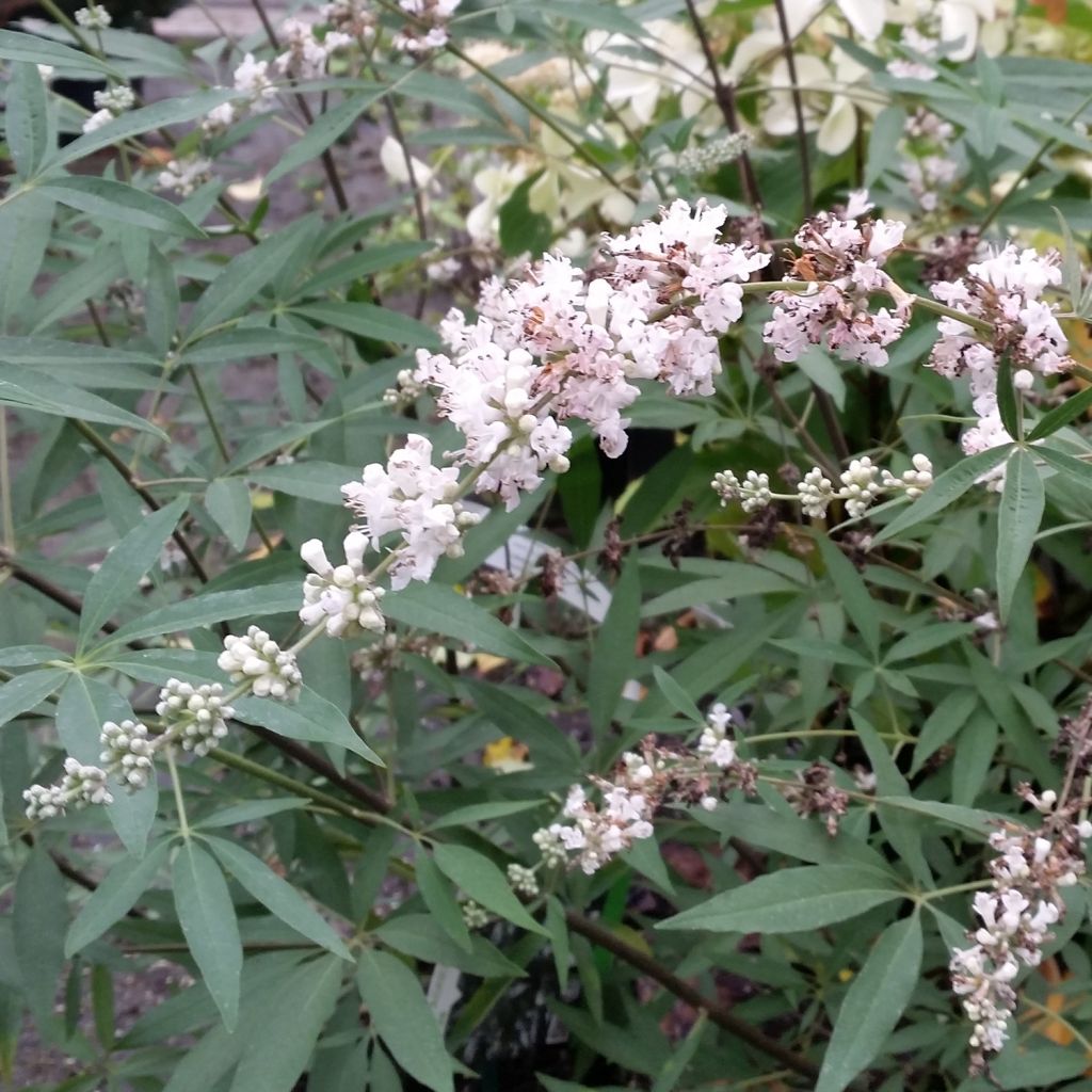 Siveydenpuu Albus