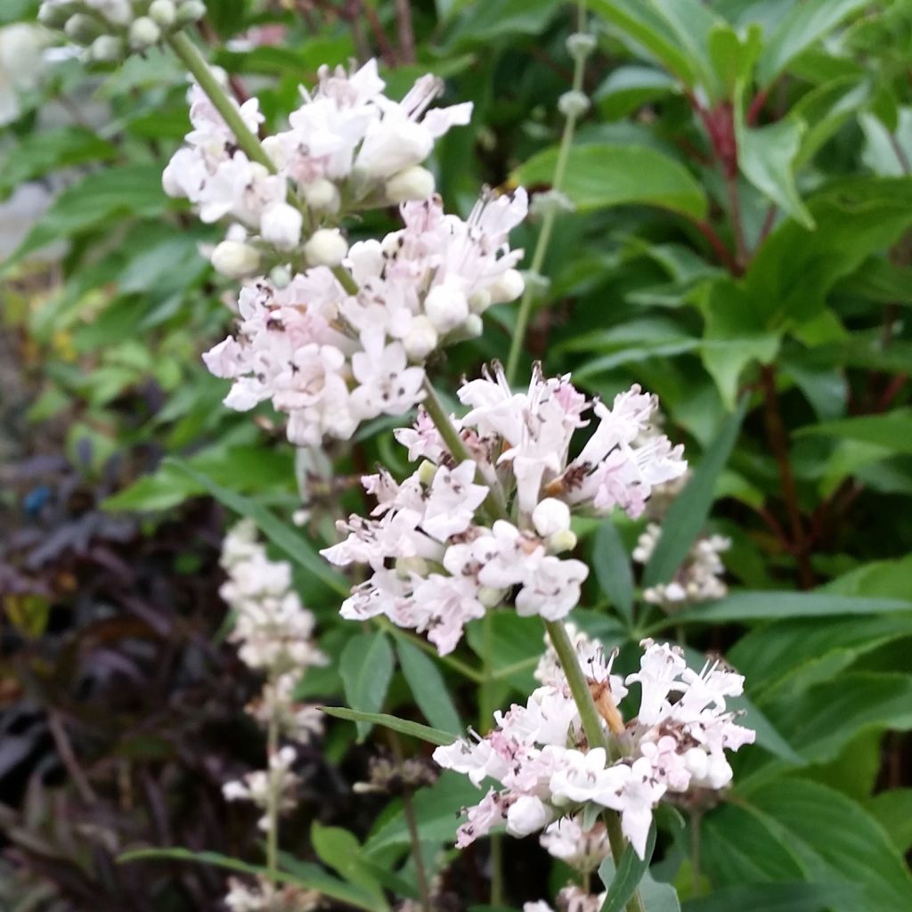 Siveydenpuu Albus