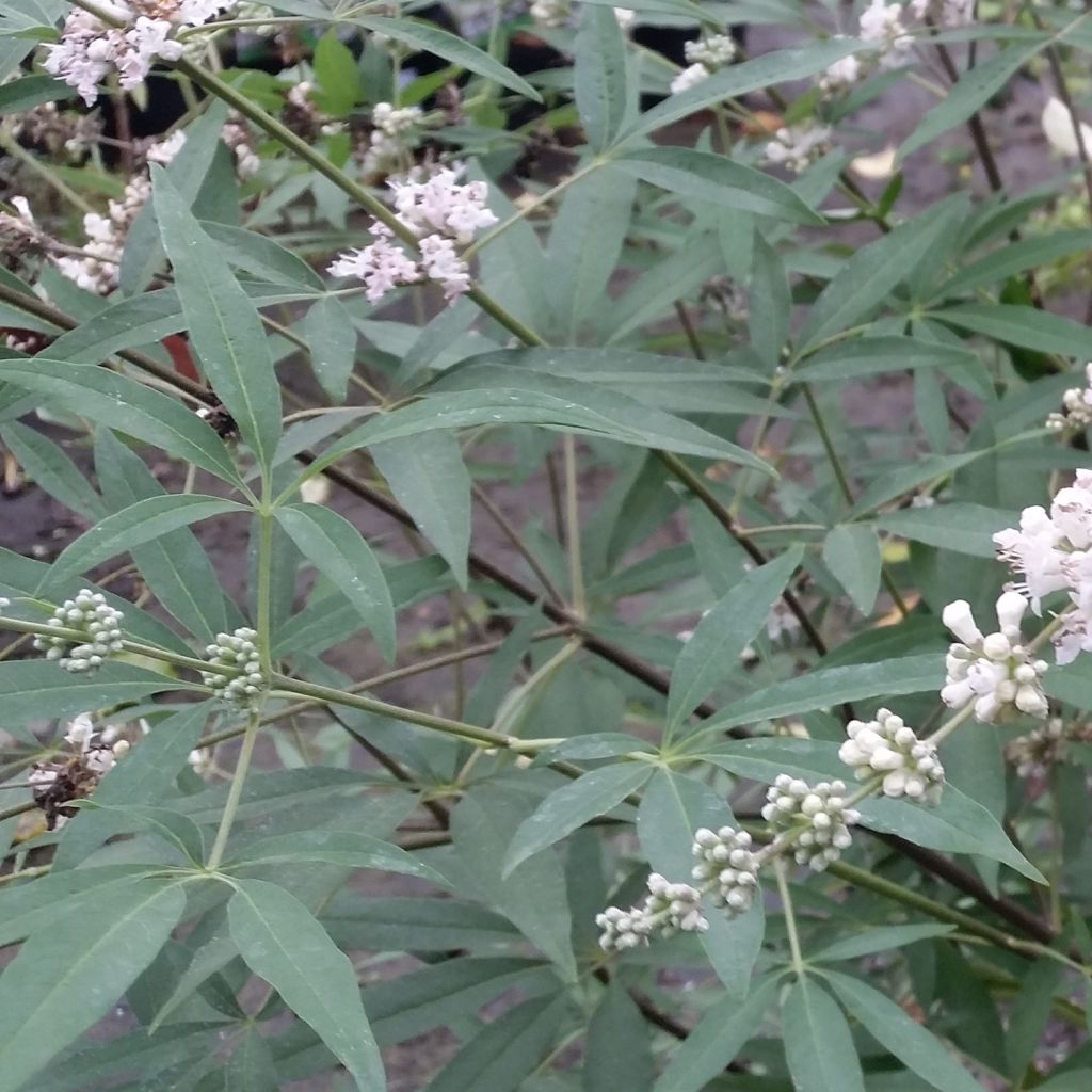 Siveydenpuu Albus