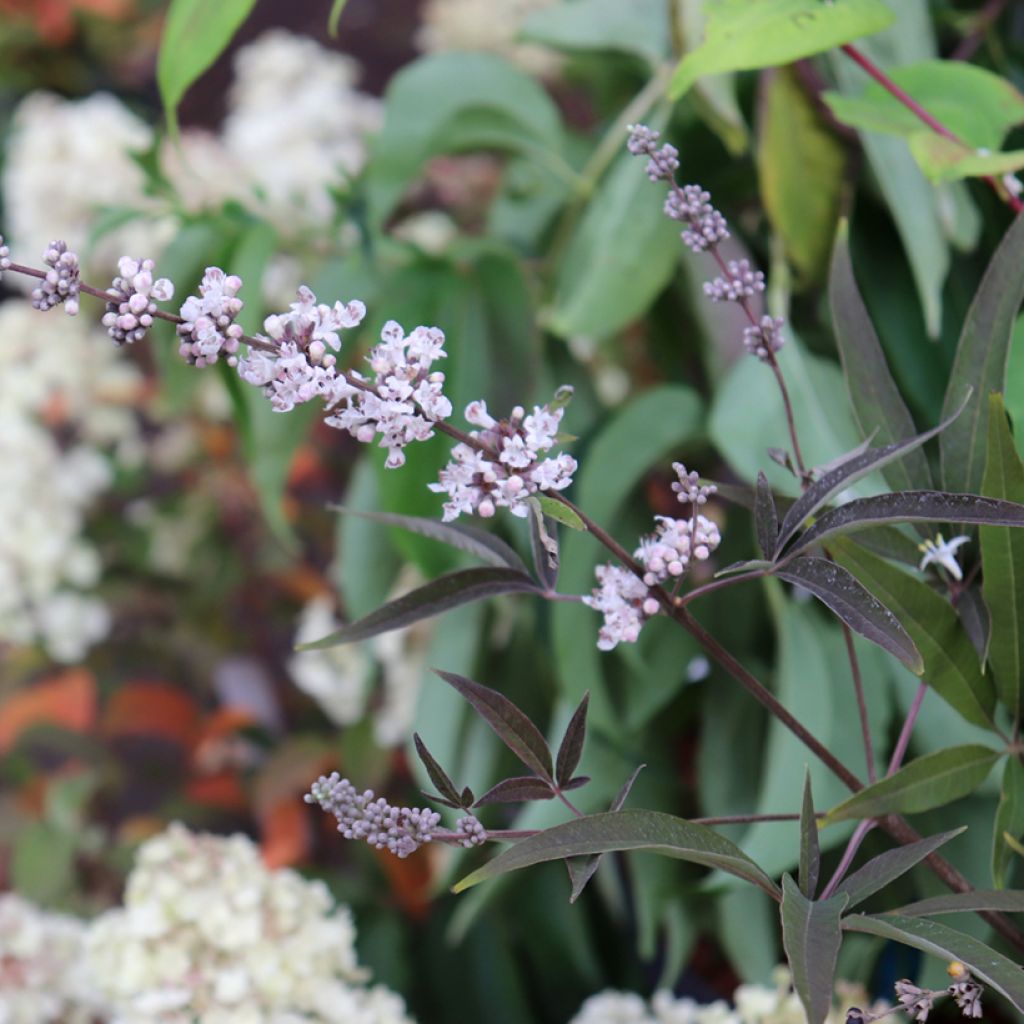 Siveydenpuu Albus