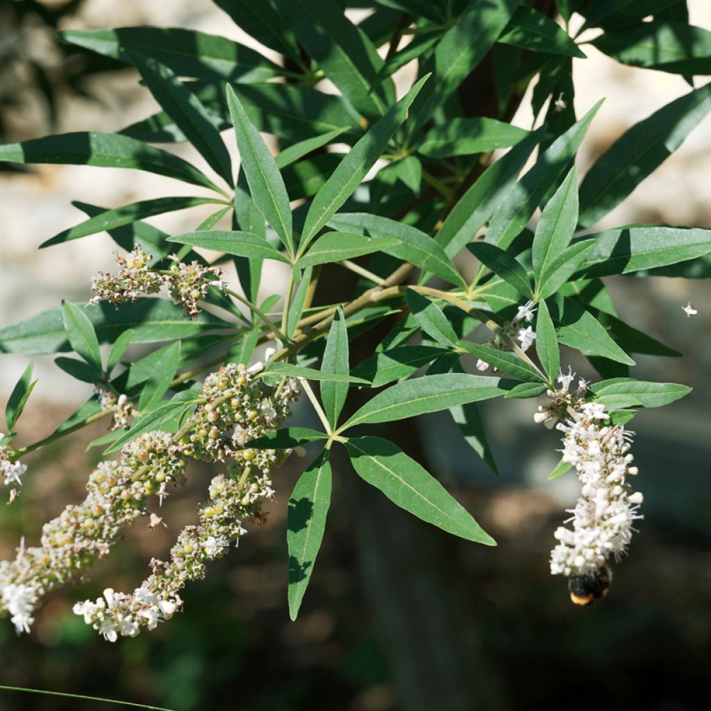 Siveydenpuu Albus