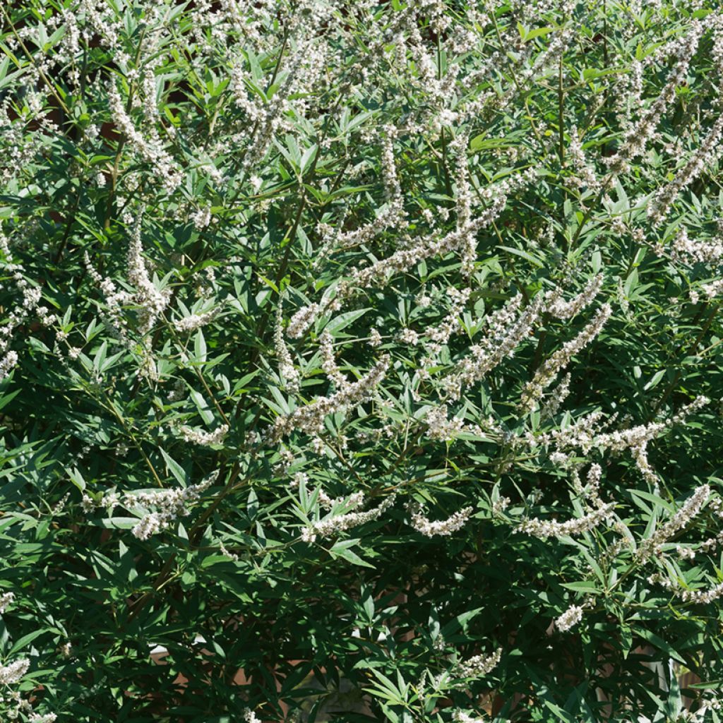 Siveydenpuu Albus