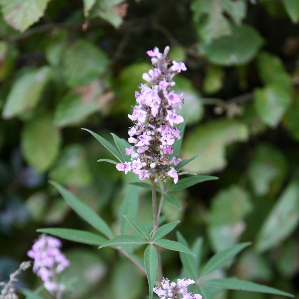 Siveydenpuu Pink Pinnacle