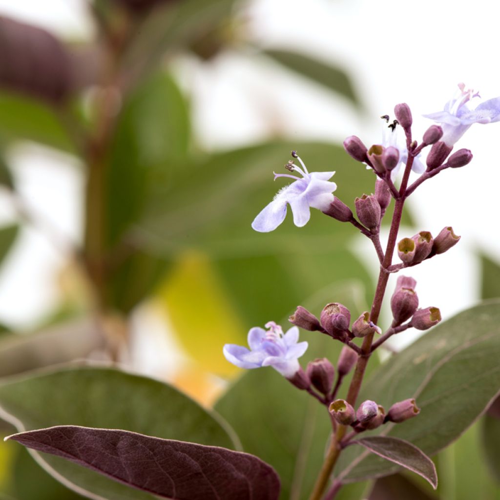 Siveydenpuu Purpurea