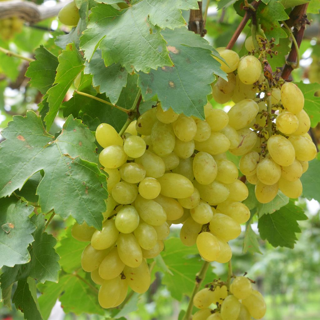 Aitoviiniköynnös Centennial Seedless