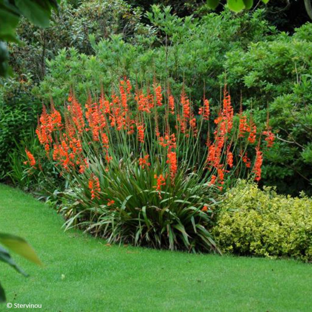 Sapeli - Watsonia gigantea