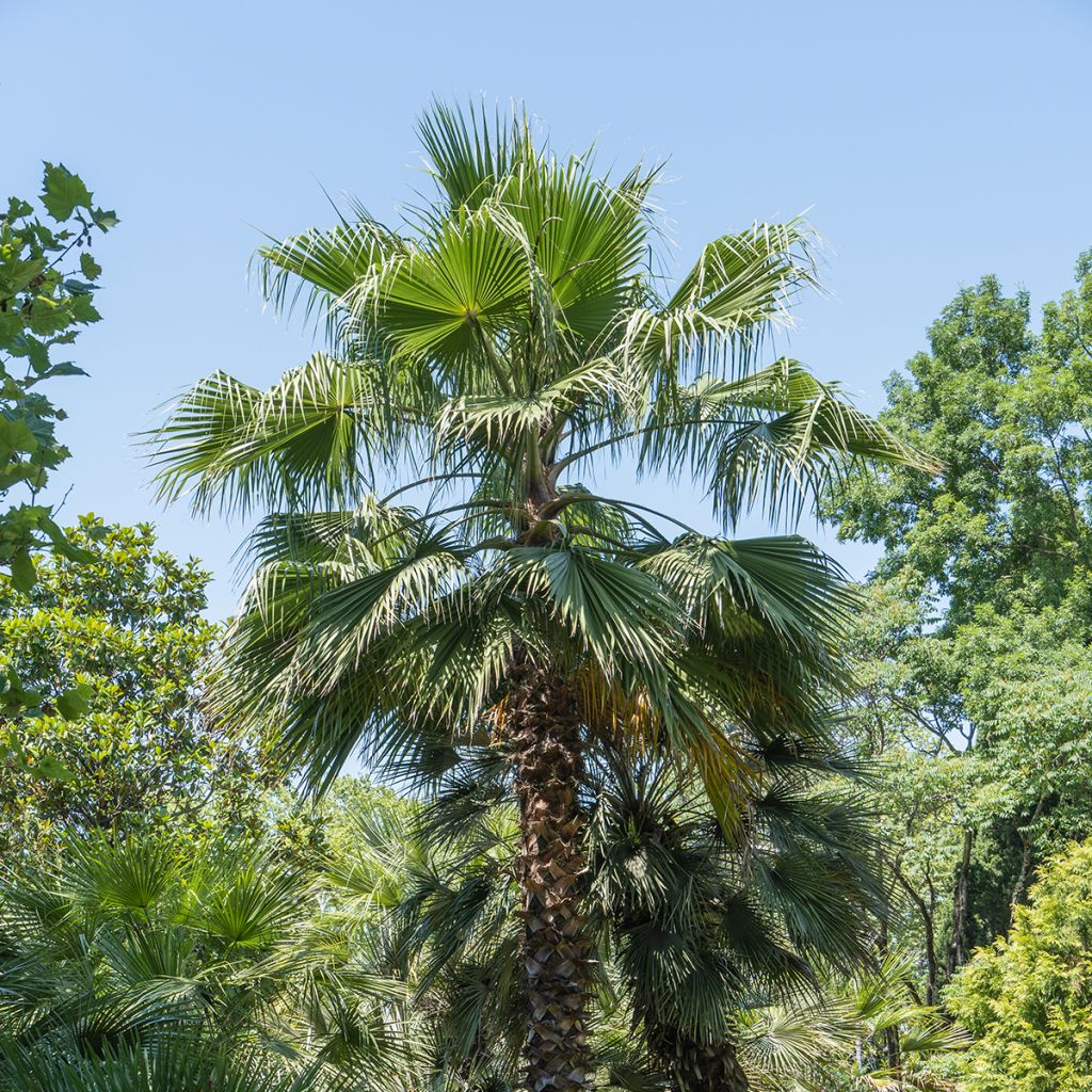 Graines de Palmier - Washingtonia filifera
