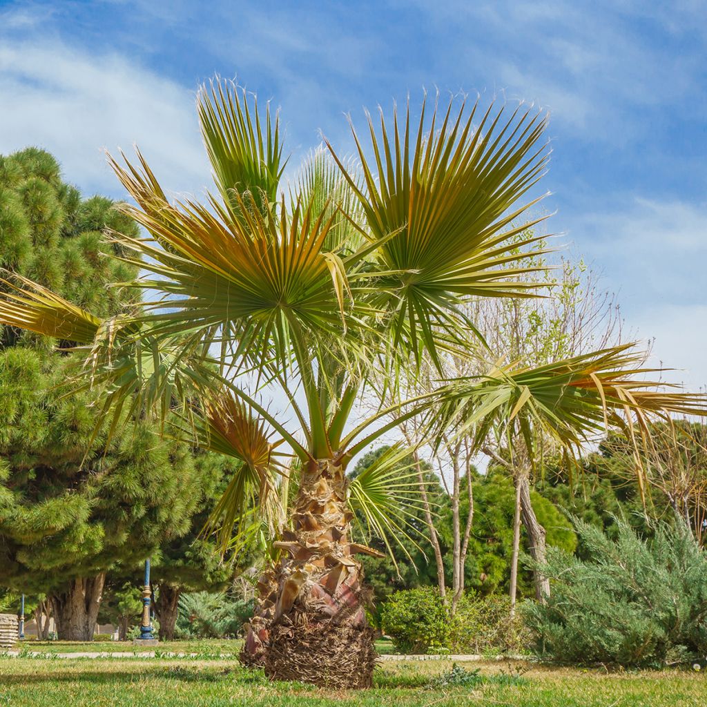 Graines de Palmier - Washingtonia robusta