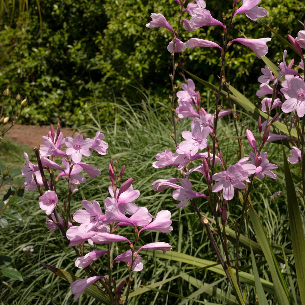 Kapinsapeli - Watsonia borbonica