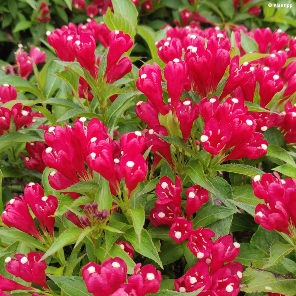Komeakotakuusama Picobella Rosso