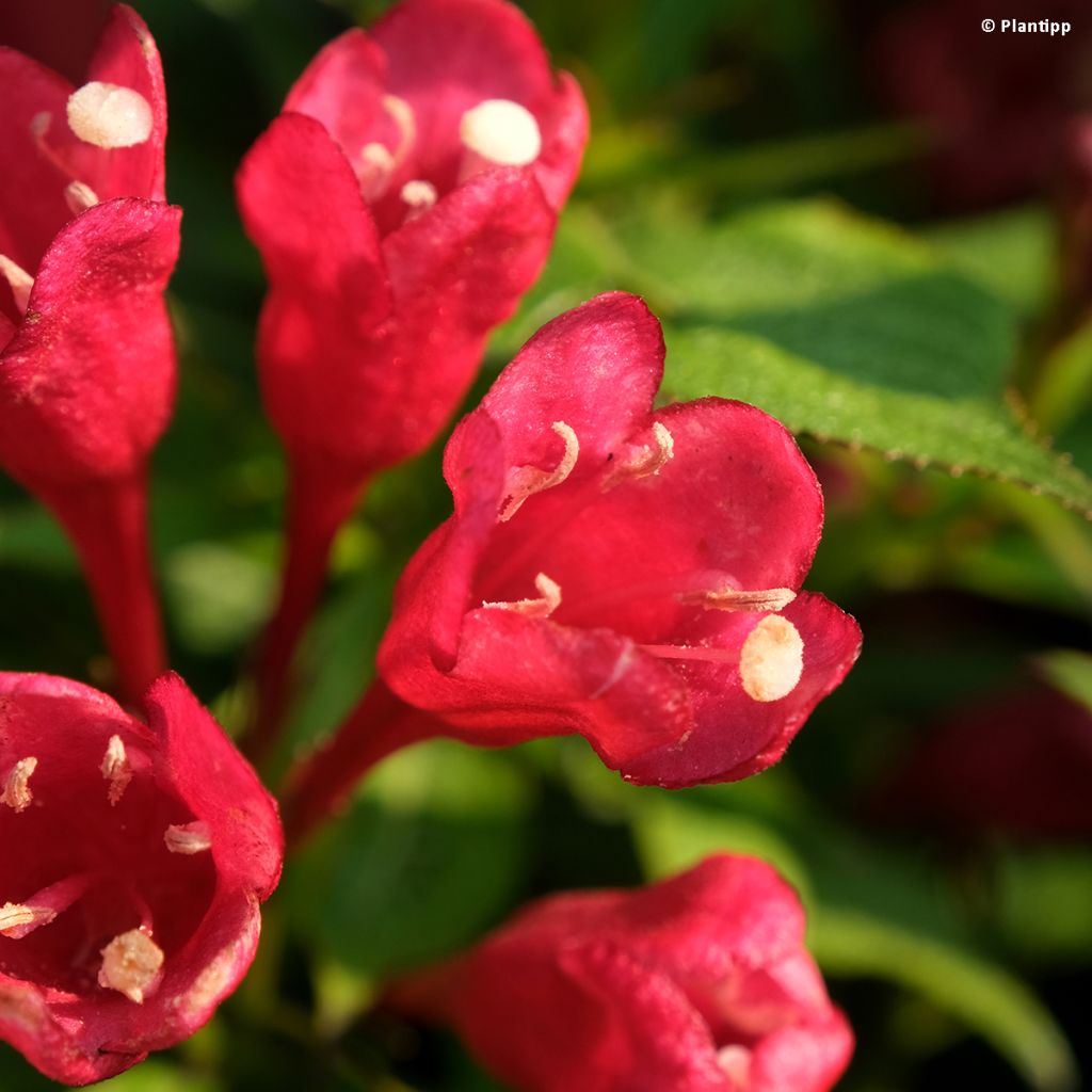 Komeakotakuusama Picobella Rosso