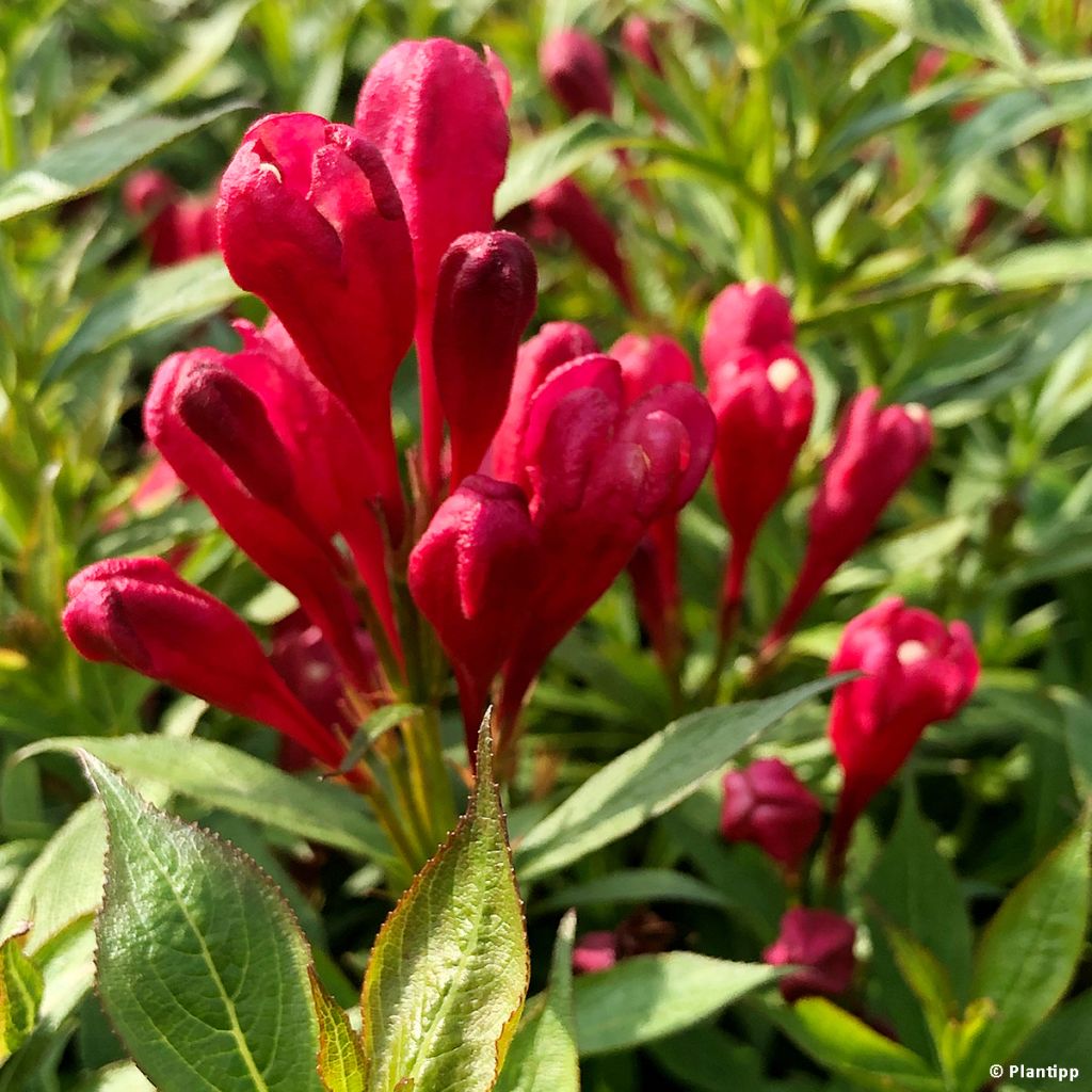 Komeakotakuusama Picobella Rosso