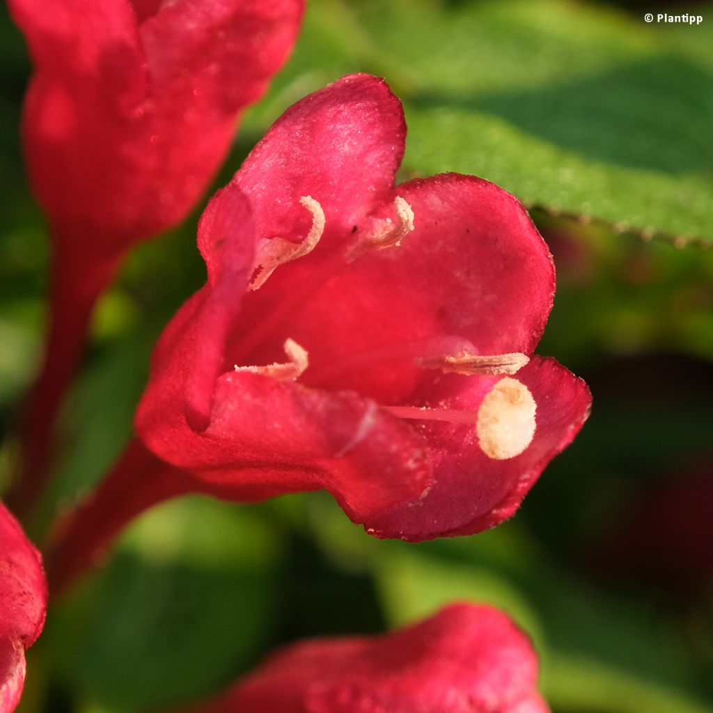 Komeakotakuusama Picobella Rosso