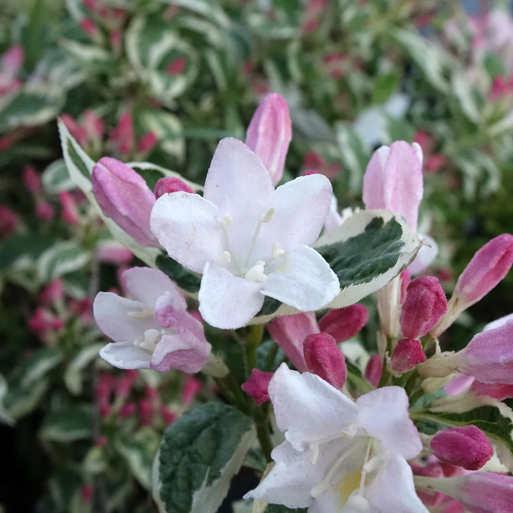 Komeakotakuusama Variegata