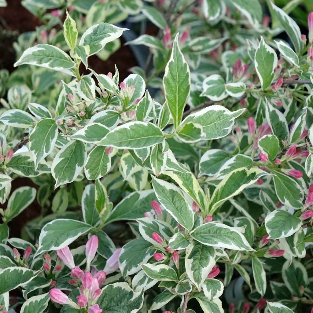 Komeakotakuusama Variegata