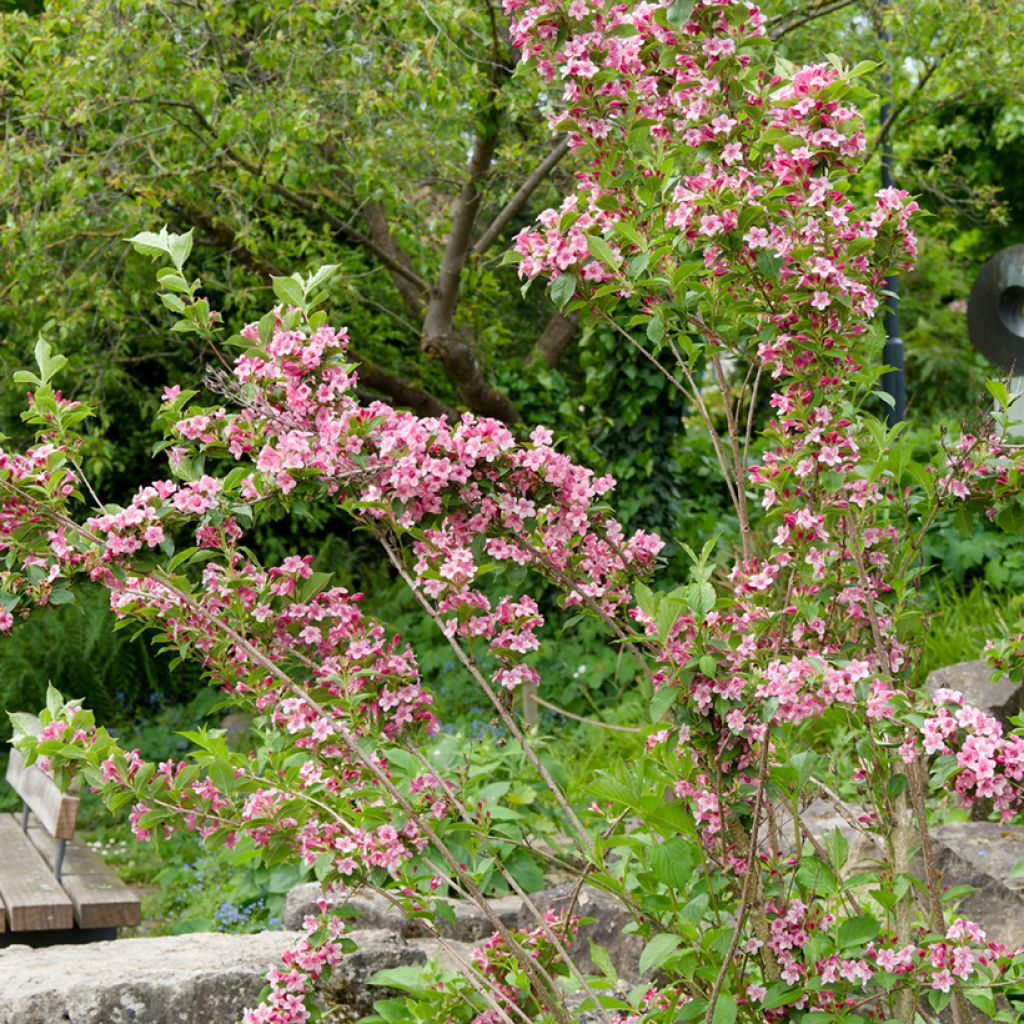 Komeakotakuusama Rosea