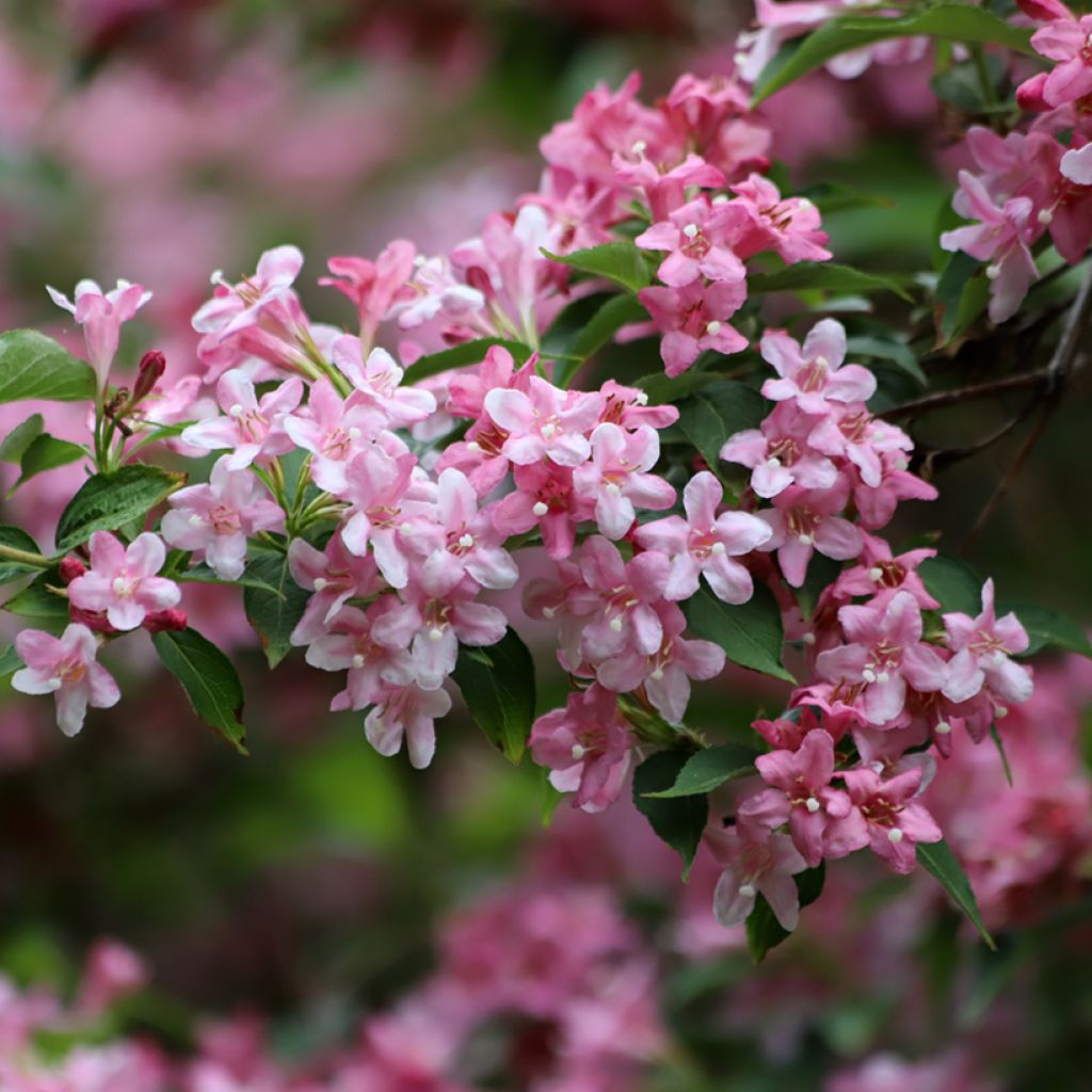 Komeakotakuusama Rosea