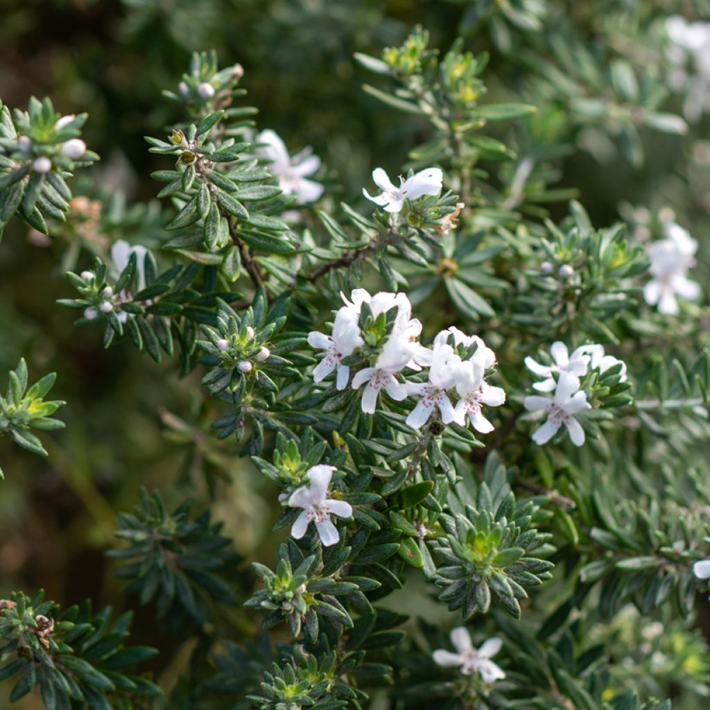 Neidonrosmikki Blanc