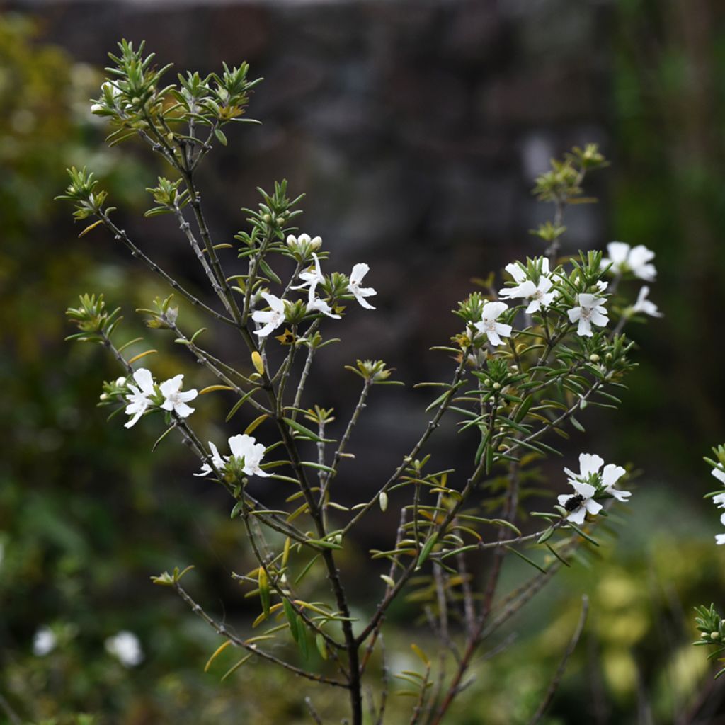 Neidonrosmikki Blanc