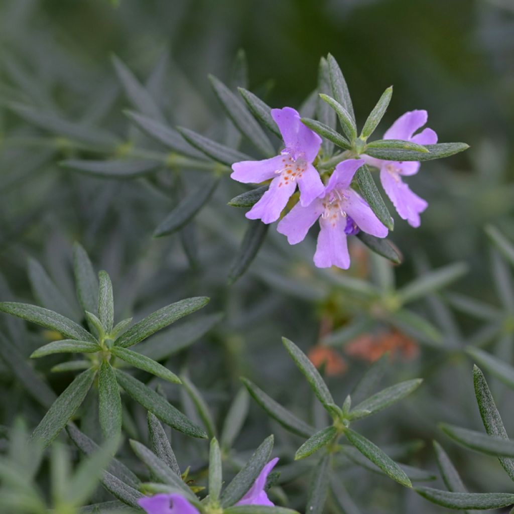 Rosmiki - Westringia glabra