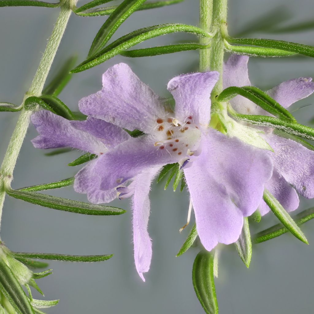 Rosmiki - Westringia glabra