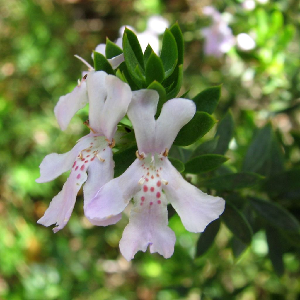 Rosmiki - Westringia glabra