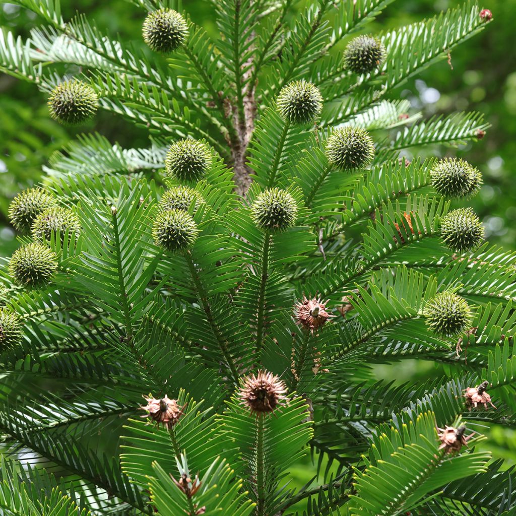 Australianwollemia - Wollemia nobilis