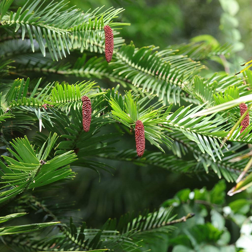 Australianwollemia - Wollemia nobilis